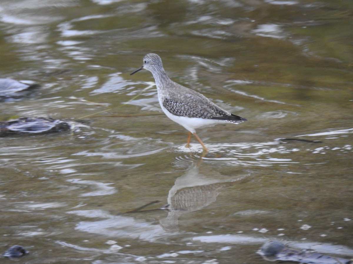 Greater Yellowlegs - ML612991756