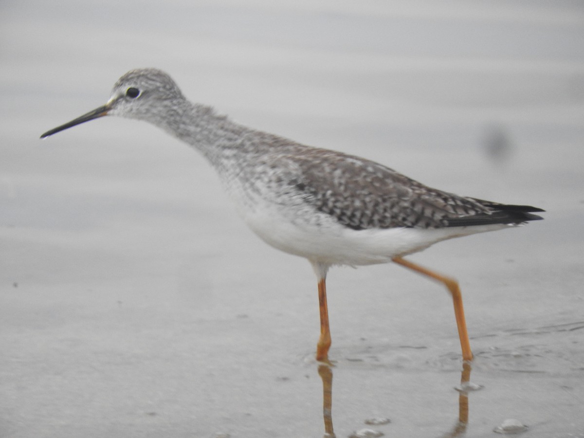 Greater Yellowlegs - ML612991757