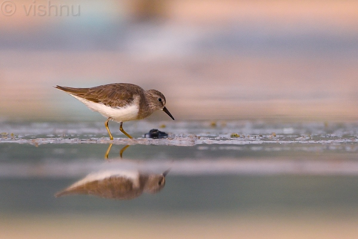 Temminck's Stint - ML612991763