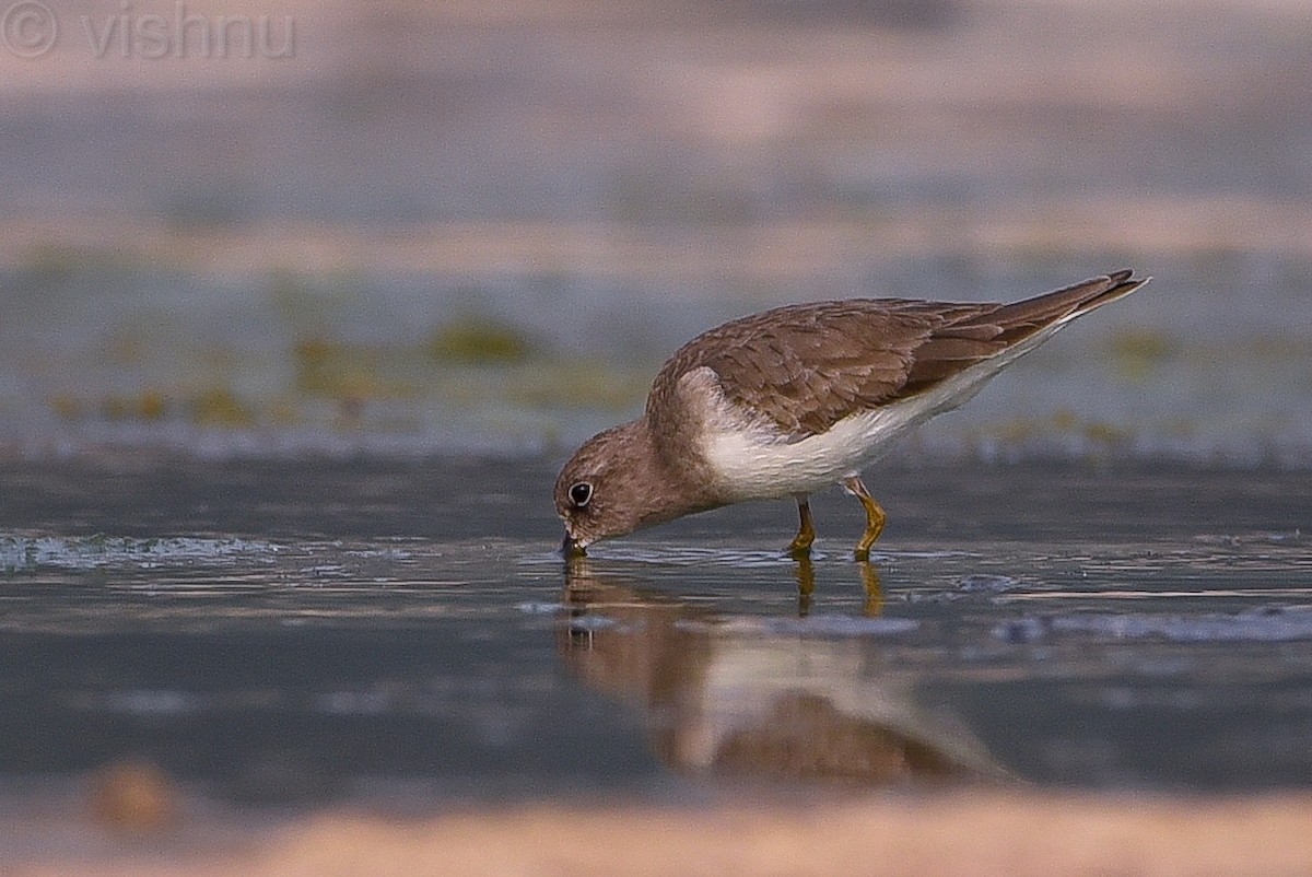 Temminck's Stint - ML612991769