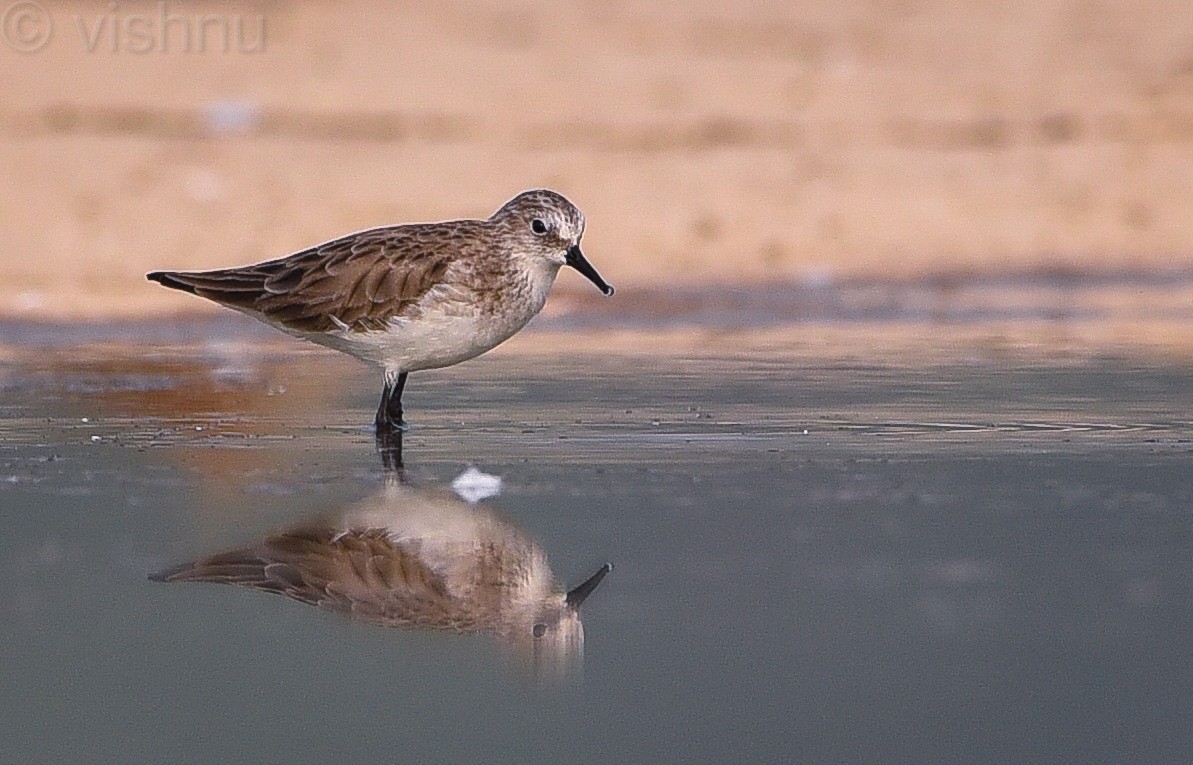 Little Stint - ML612991774