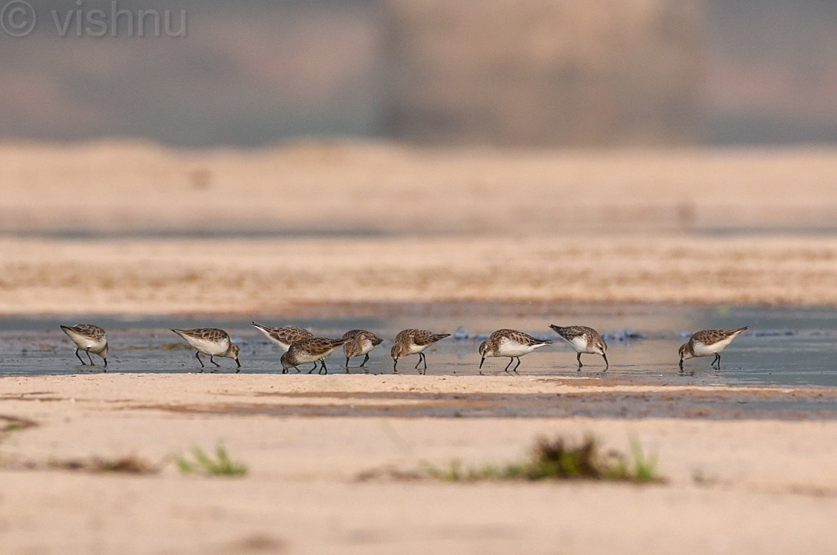 Little Stint - ML612991800