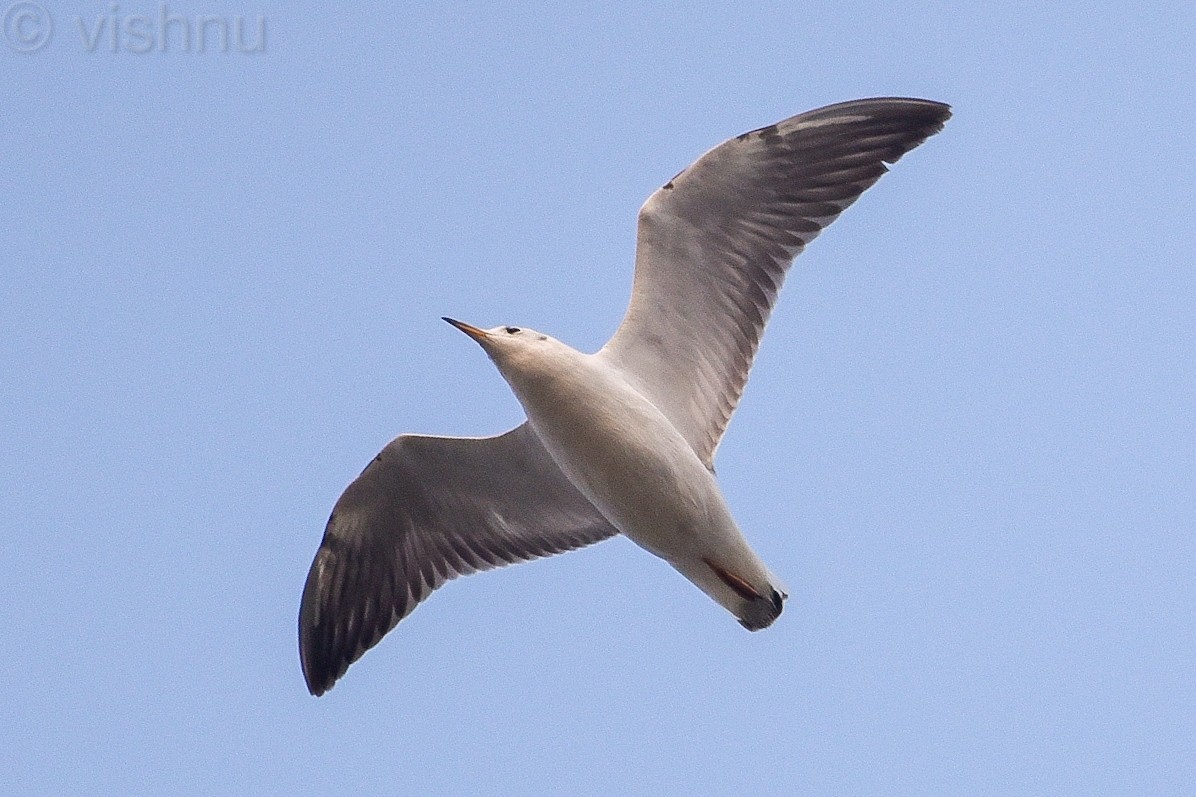 Black-headed Gull - ML612991816