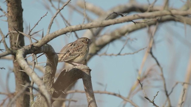 Кузнечиковая овсянка-барсучок - ML612991834