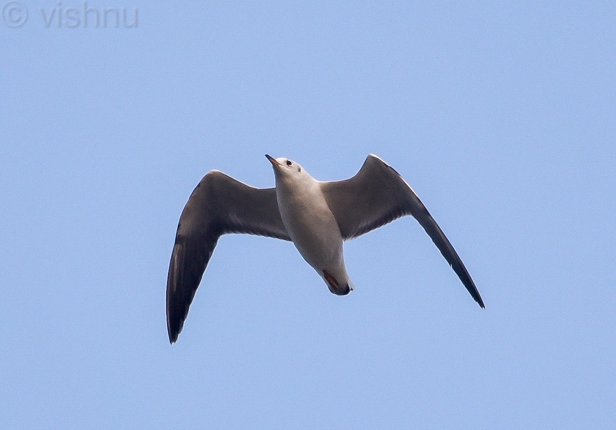 Black-headed Gull - ML612991835