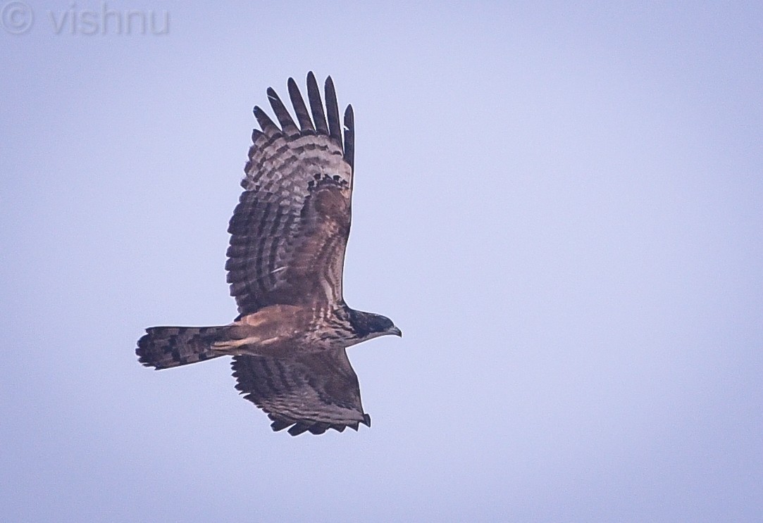 Oriental Honey-buzzard - ML612991868