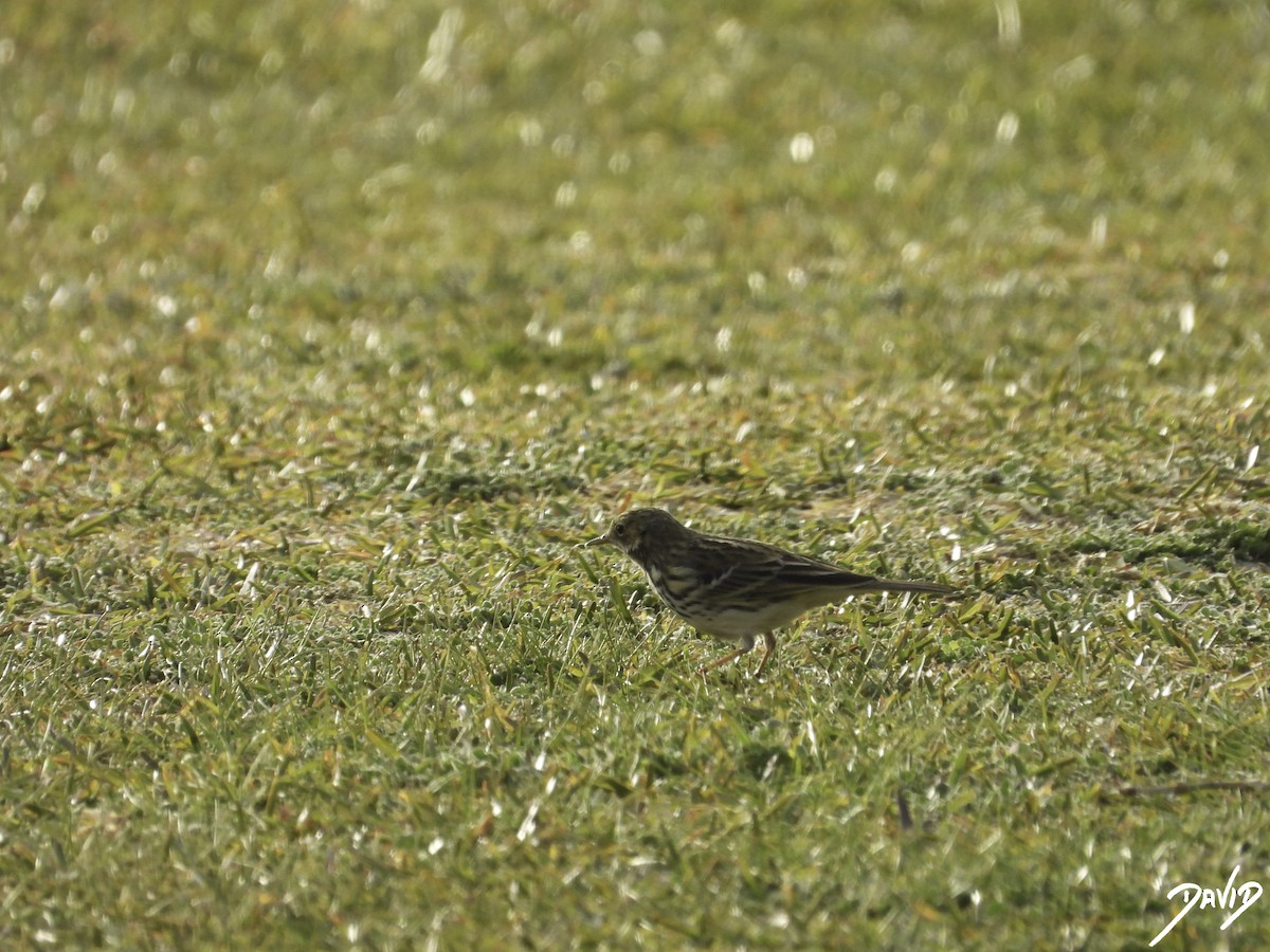 Meadow Pipit - ML612991879
