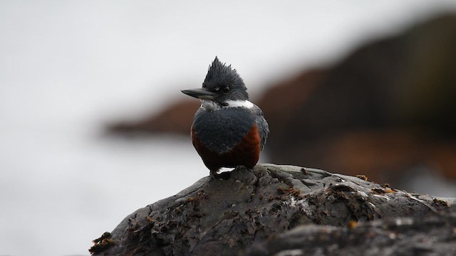 Ringed Kingfisher - ML612991892