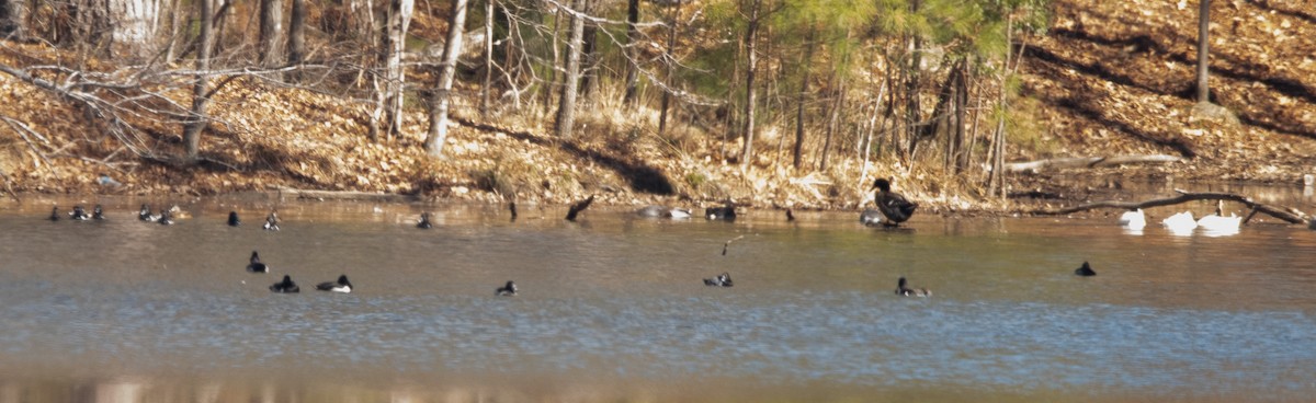 Ring-necked Duck - ML612991921