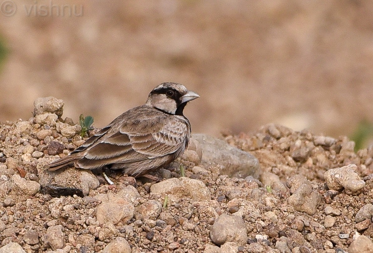 Ashy-crowned Sparrow-Lark - Vishnu Sagar