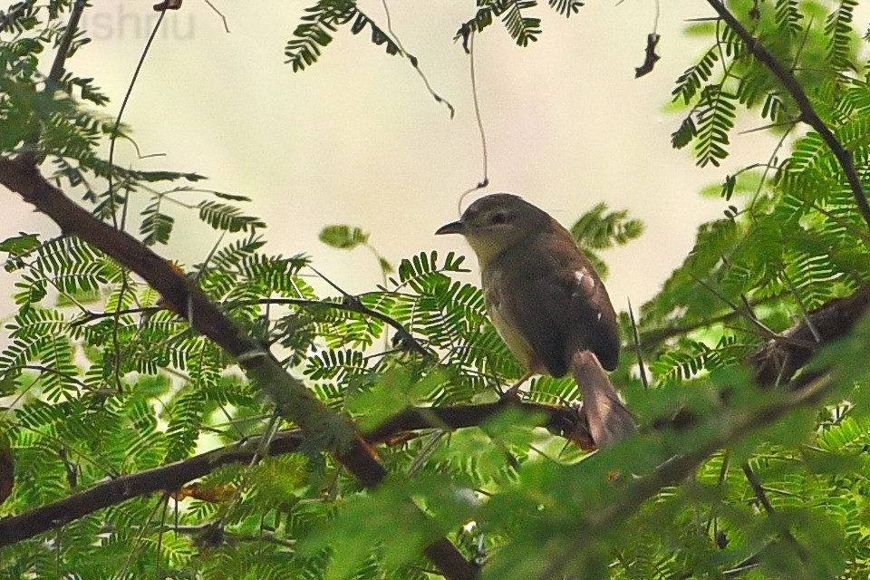 Prinia sp. - ML612991957