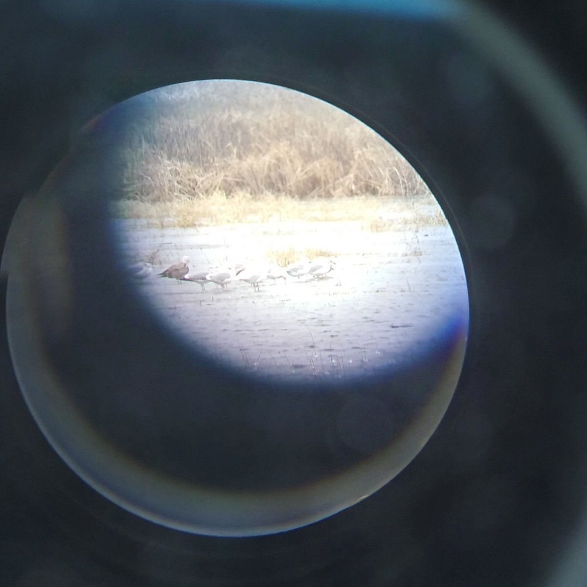 Glaucous Gull - ML612991983