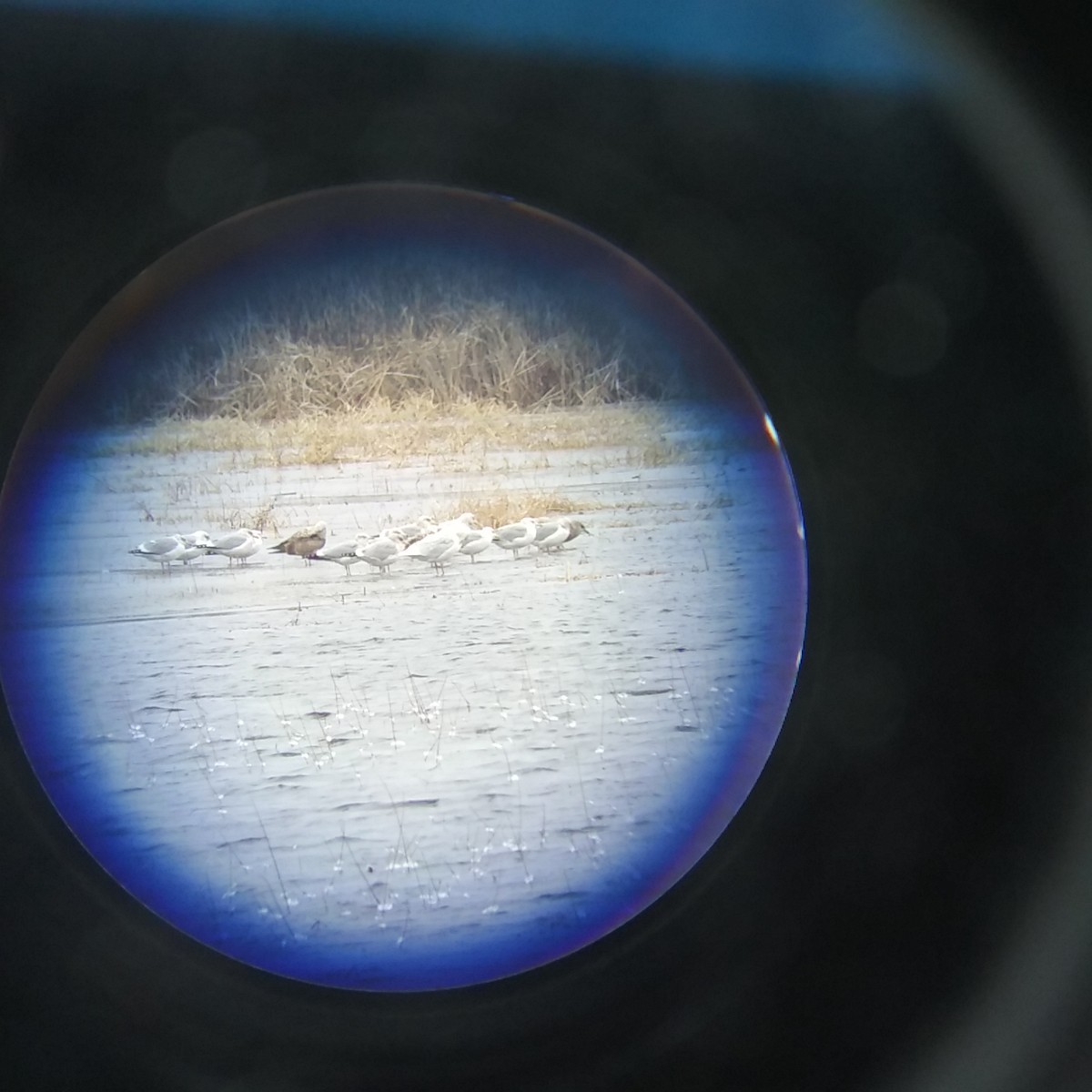 Glaucous Gull - Matt Herzmann