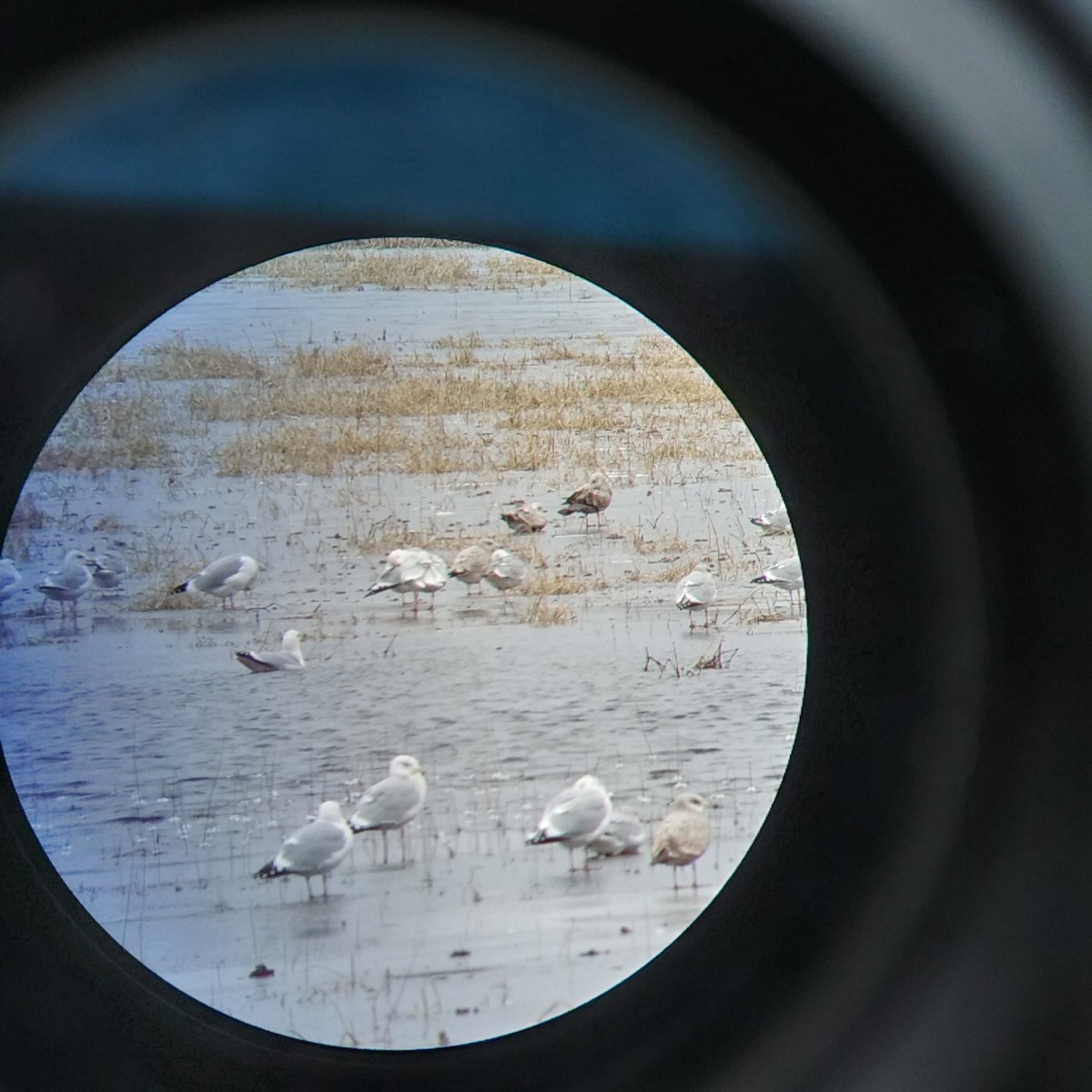 Glaucous Gull - Matt Herzmann