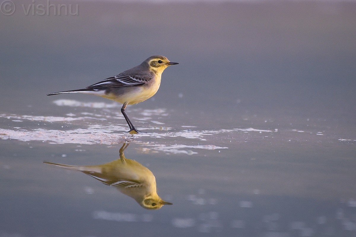 Citrine Wagtail - ML612991988