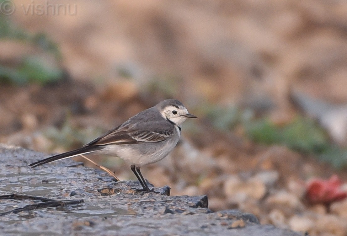 White Wagtail - ML612992012