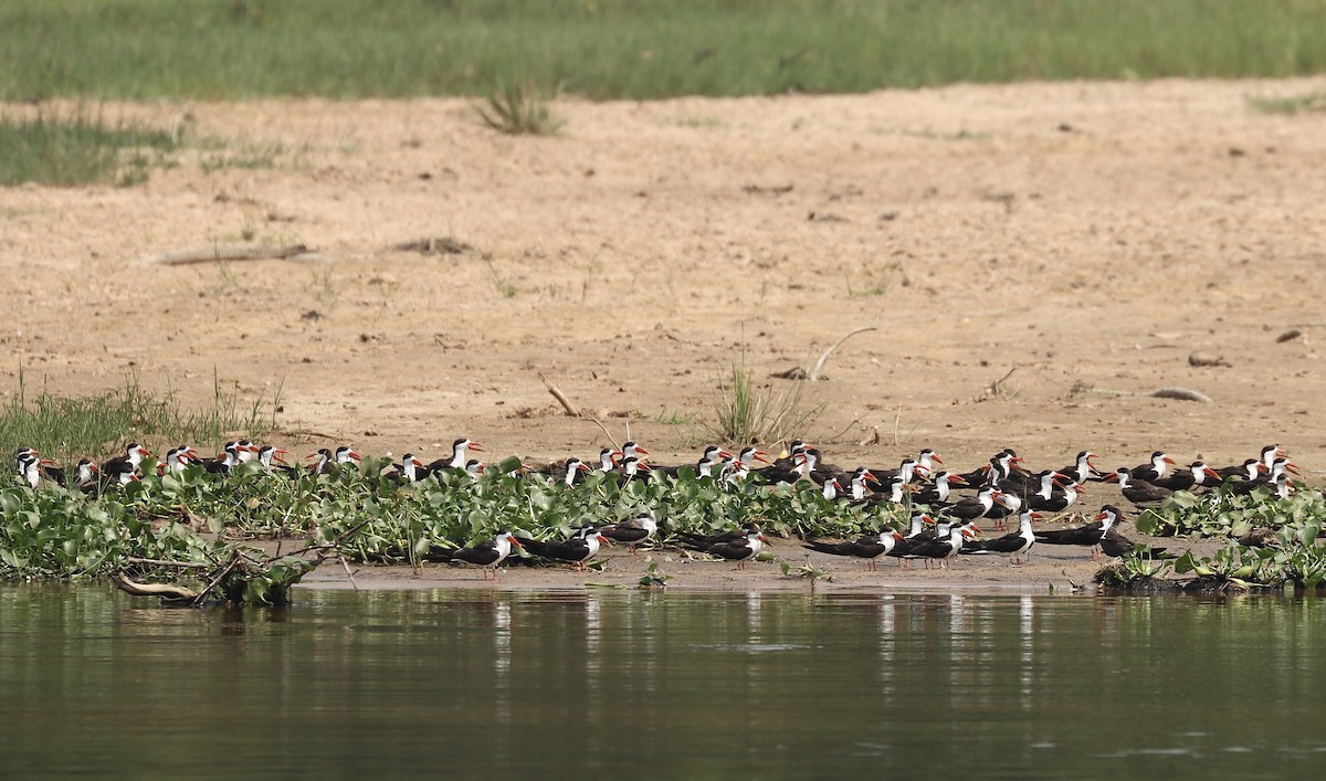 African Skimmer - ML612992031