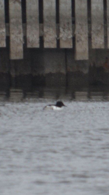 Common Goldeneye x Hooded Merganser (hybrid) - Anthony Zerafa