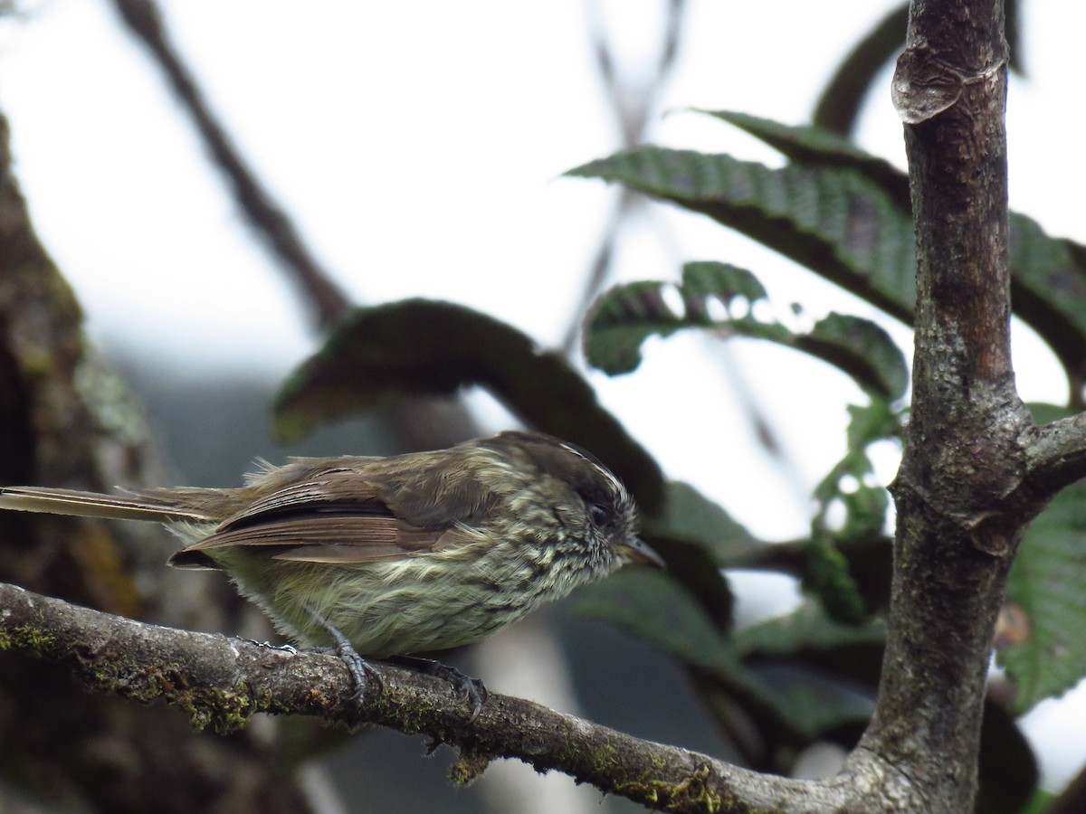 Agile Tit-Tyrant - Oswaldo Cortes Bogota Birding