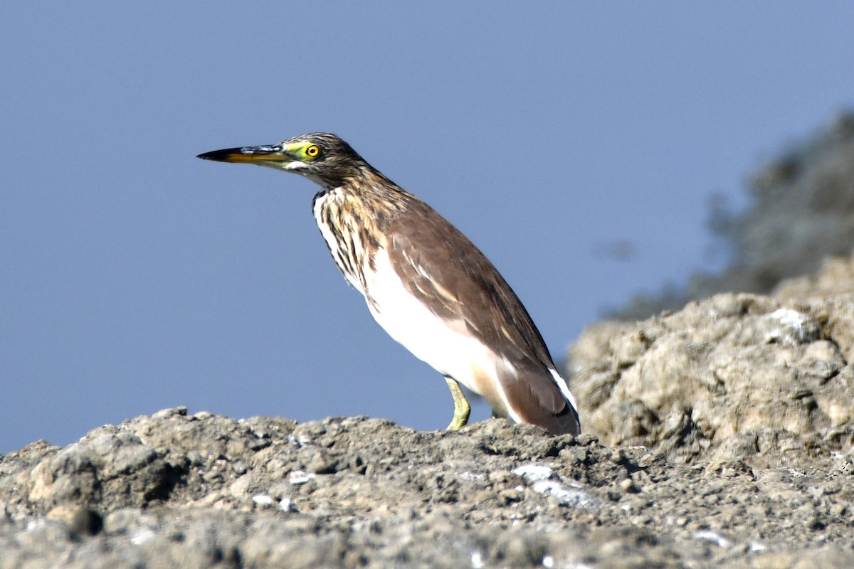 Javan Pond-Heron - ML612992162