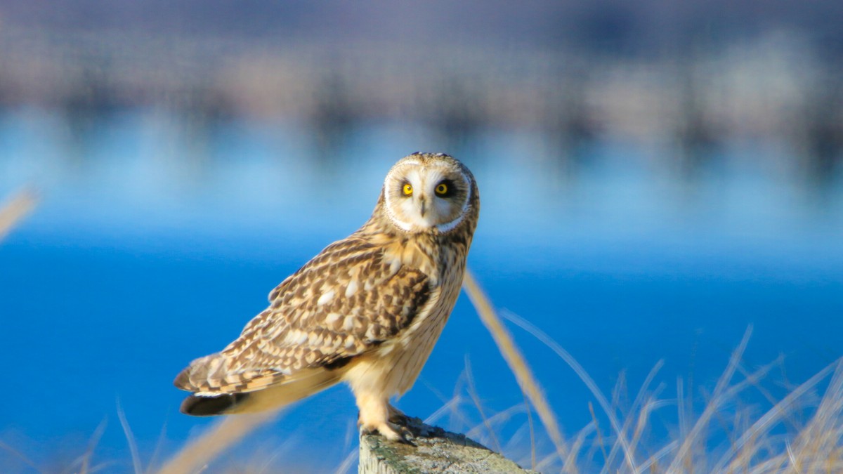 Short-eared Owl - Jack McDonald
