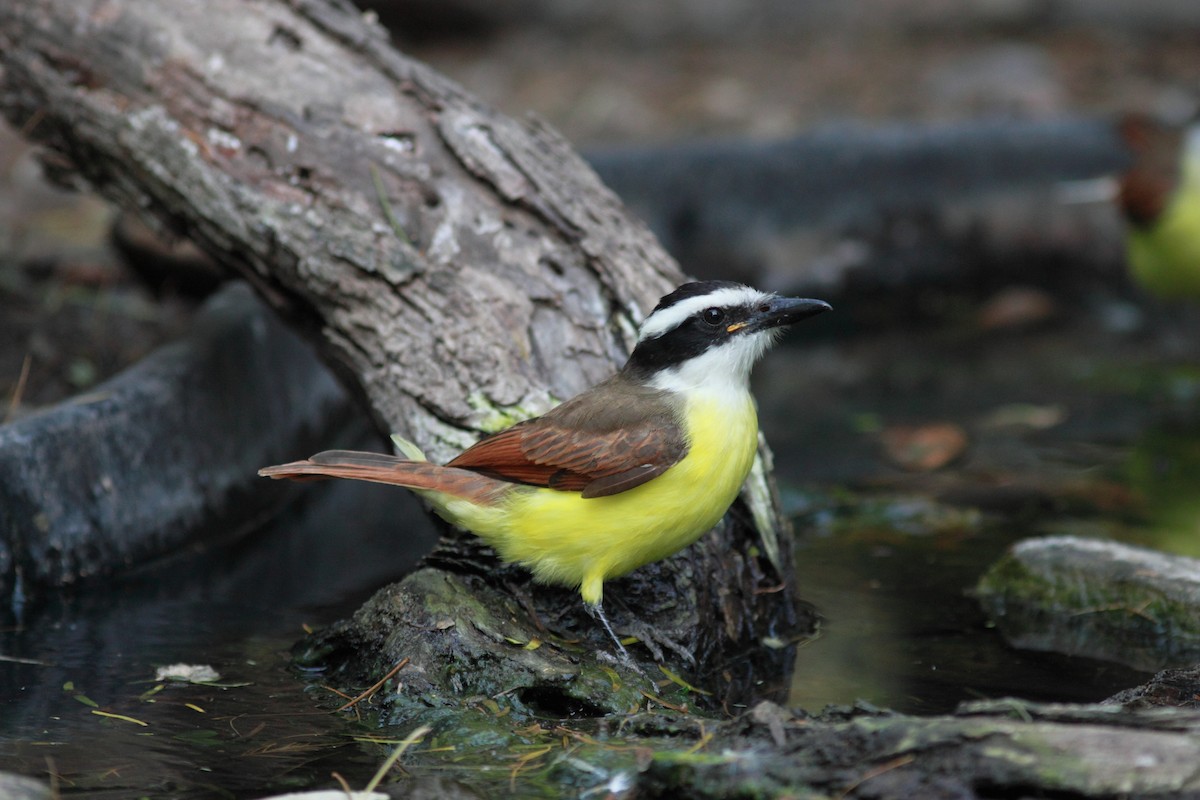 Great Kiskadee - ML612992263