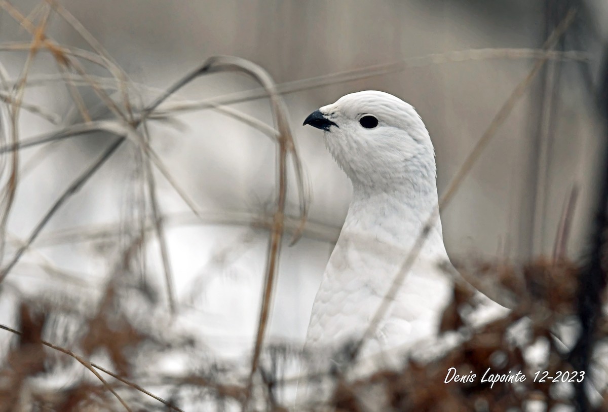 Willow Ptarmigan - ML612992312