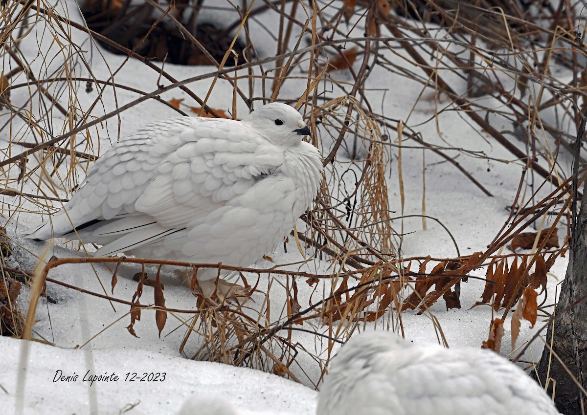 Willow Ptarmigan - ML612992313