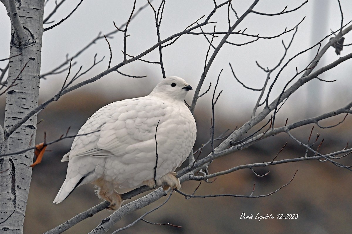 Willow Ptarmigan - ML612992314