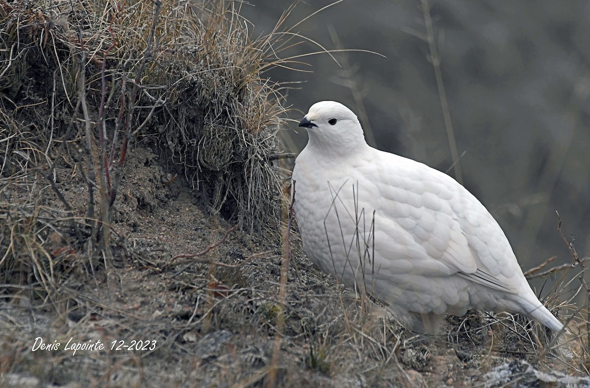 Willow Ptarmigan - ML612992316