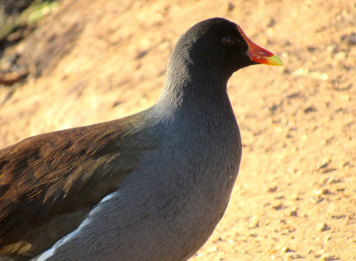 Common Gallinule - Adam C. Stein