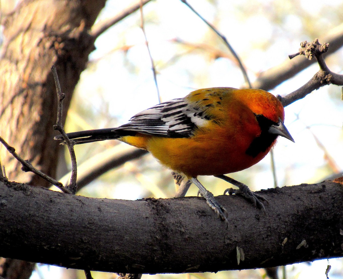 Streak-backed Oriole - Adam C. Stein