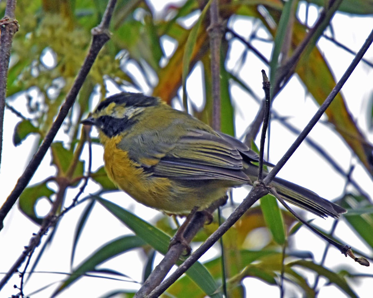 Three-striped Hemispingus - Tini & Jacob Wijpkema