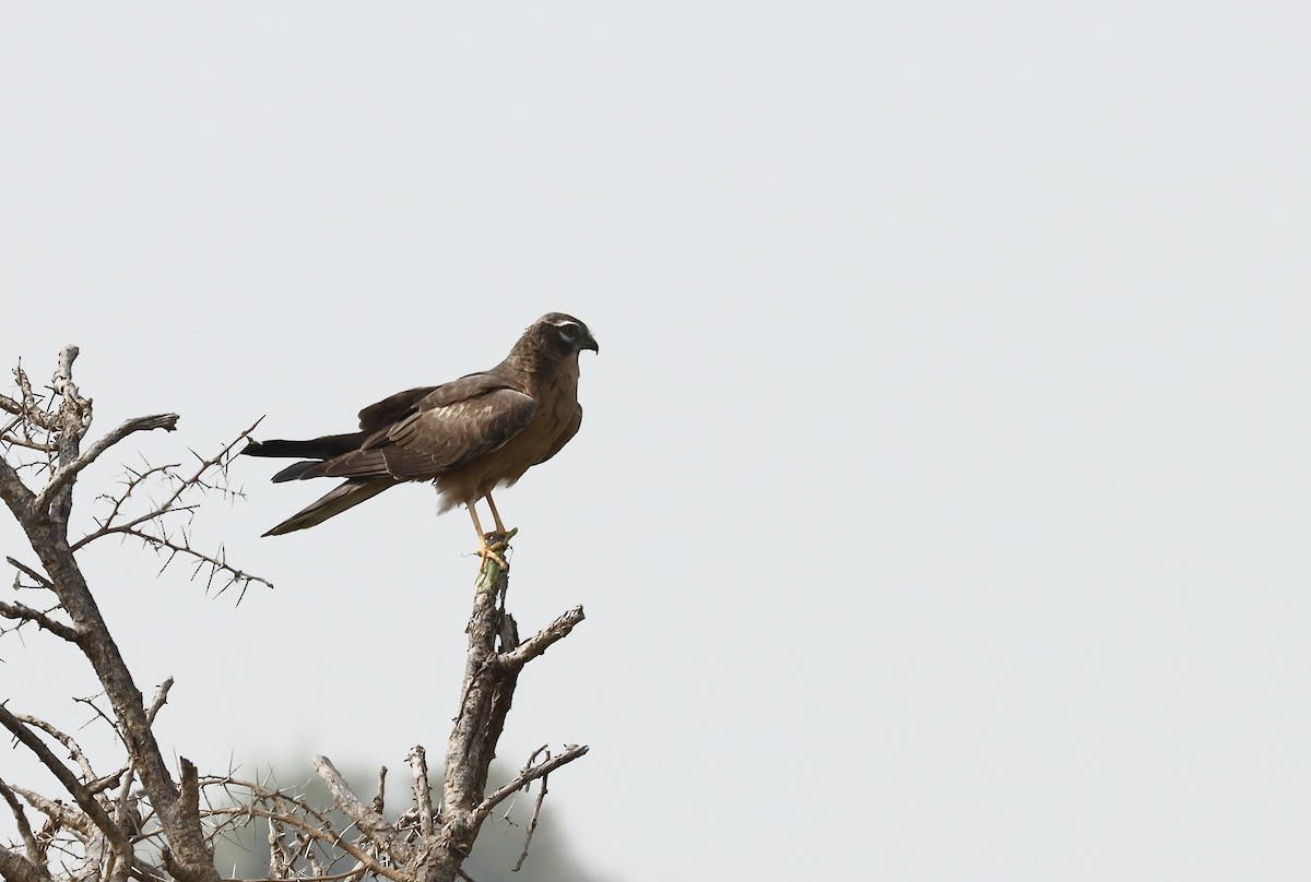 Montagu's Harrier - ML612992582