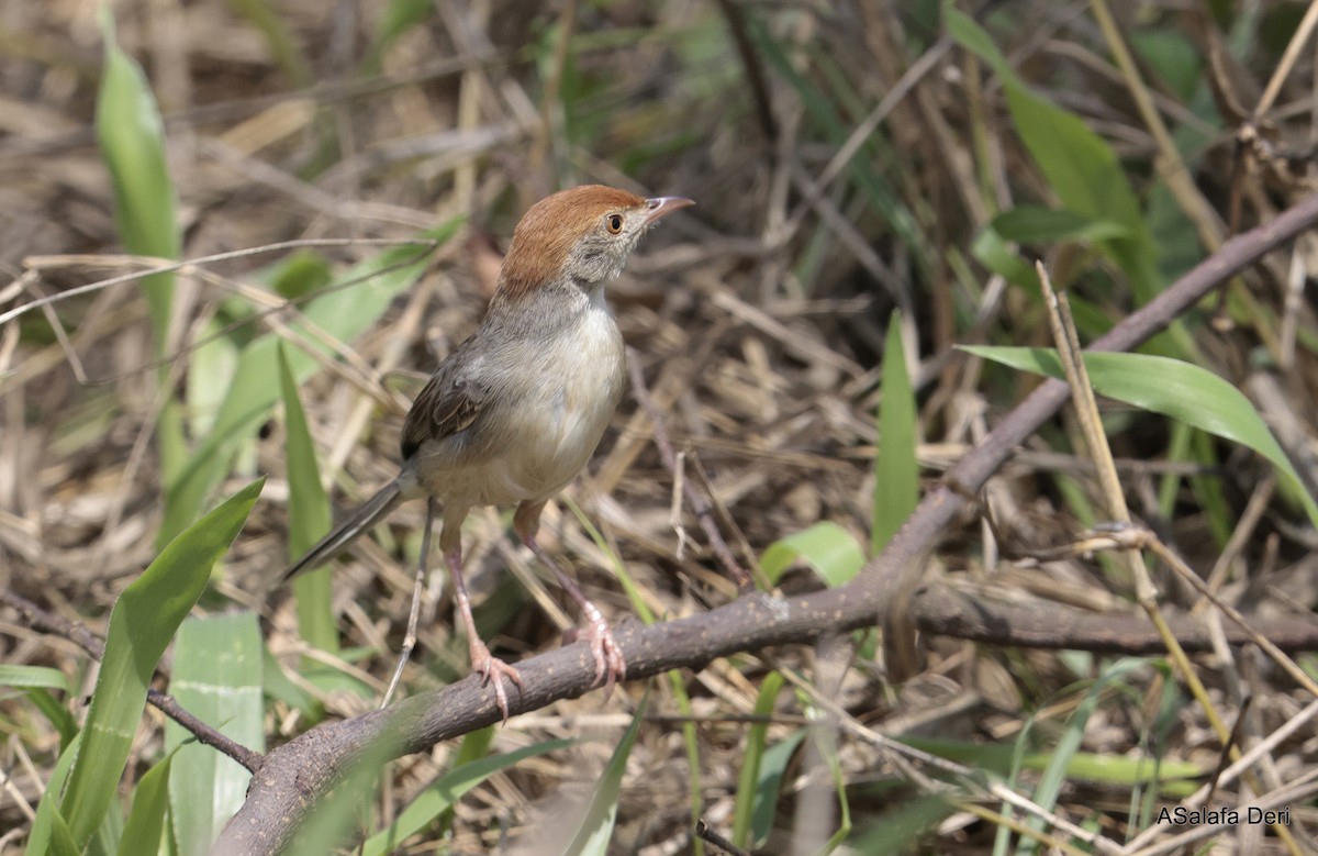 Tabora Cisticola - Fanis Theofanopoulos (ASalafa Deri)