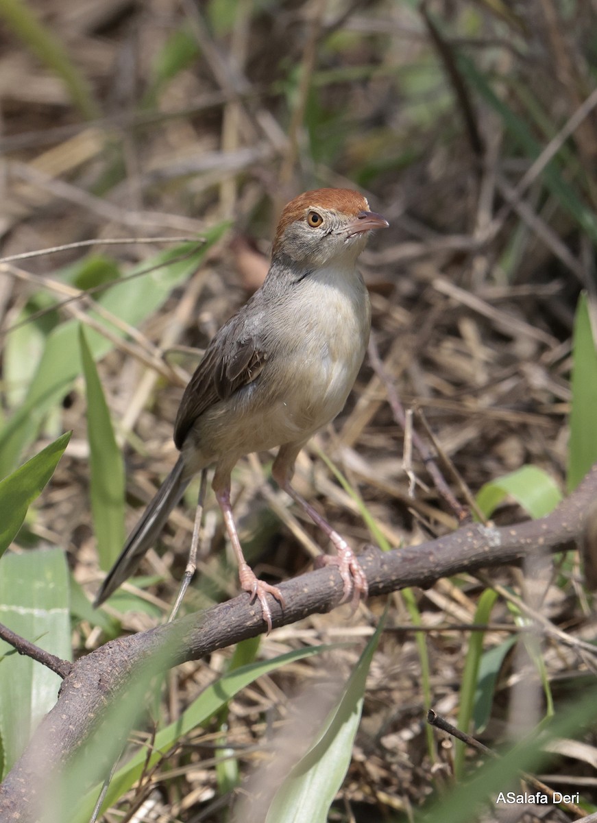 Tabora Cisticola - ML612992584