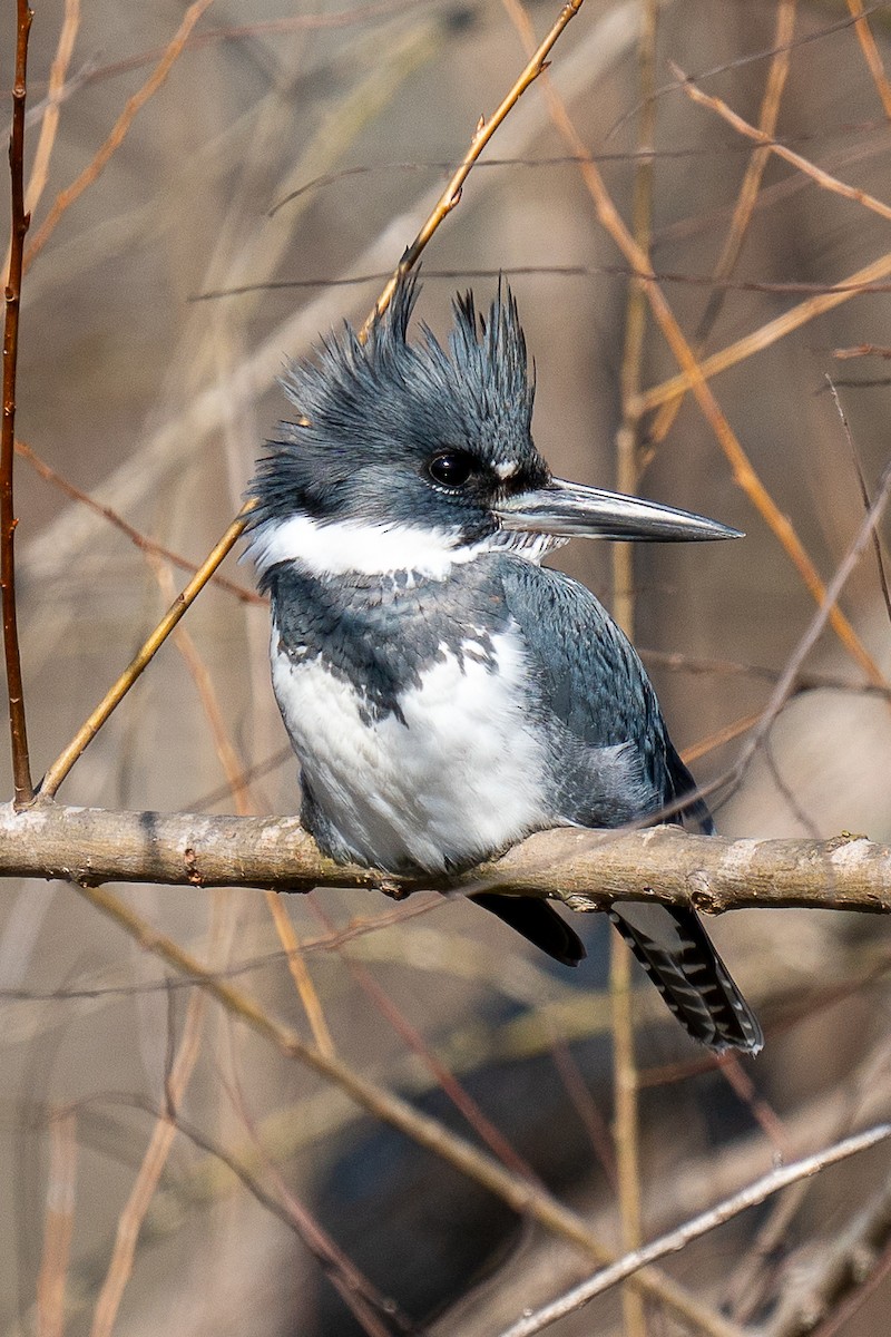 Belted Kingfisher - ML612992596