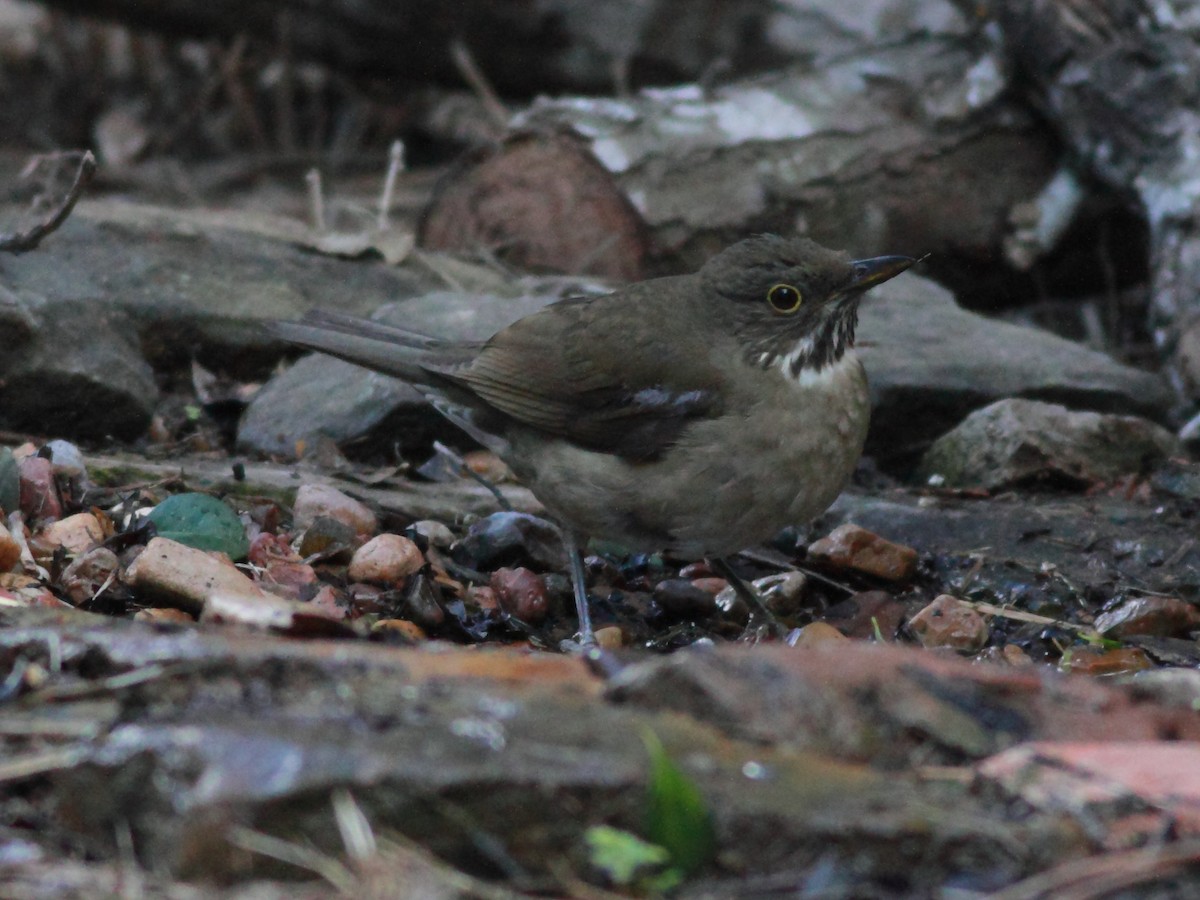 White-throated Thrush - ML612992599