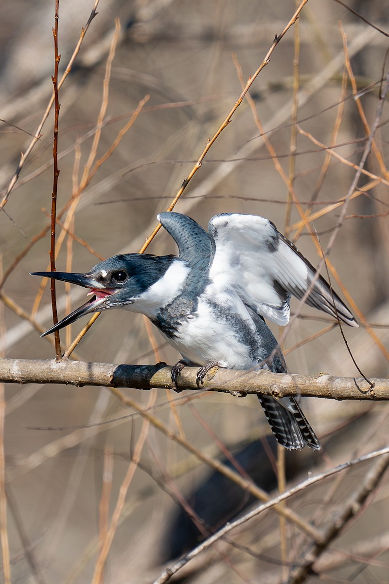 Belted Kingfisher - ML612992620