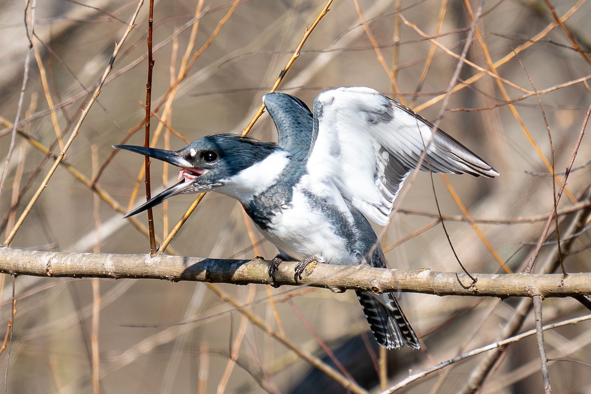 Belted Kingfisher - ML612992621