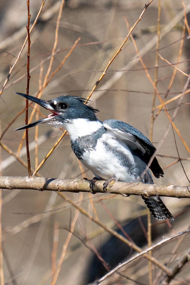 Belted Kingfisher - ML612992622