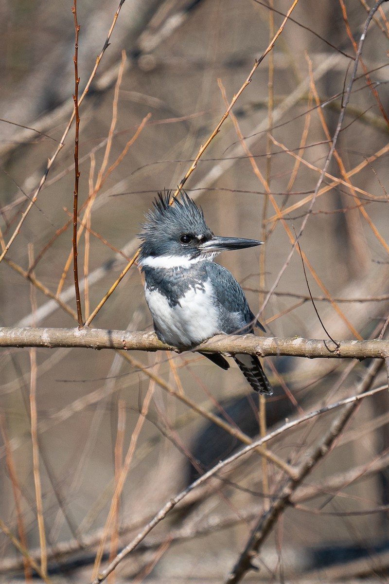 Belted Kingfisher - ML612992623