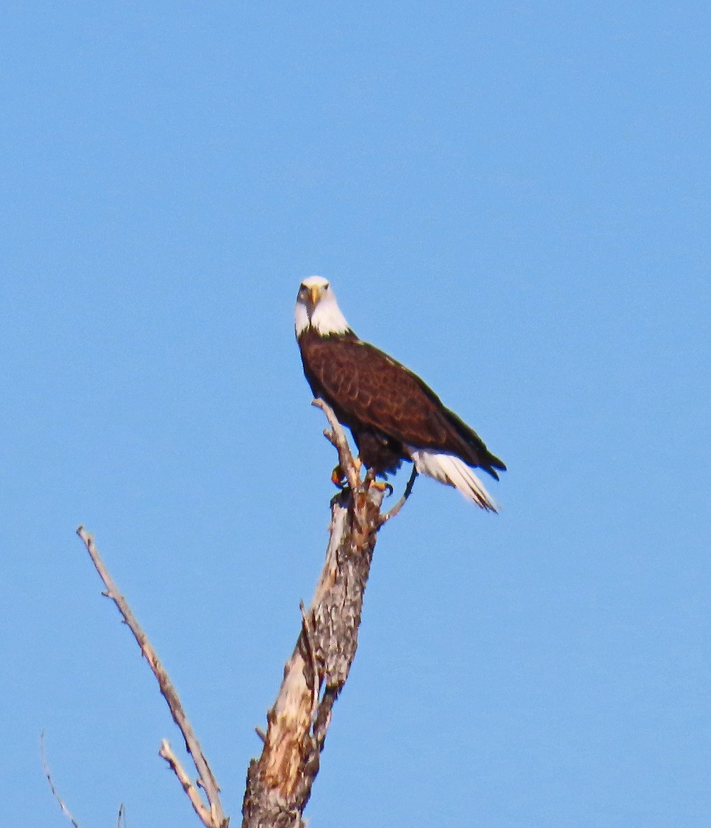 Bald Eagle - Mark Amershek