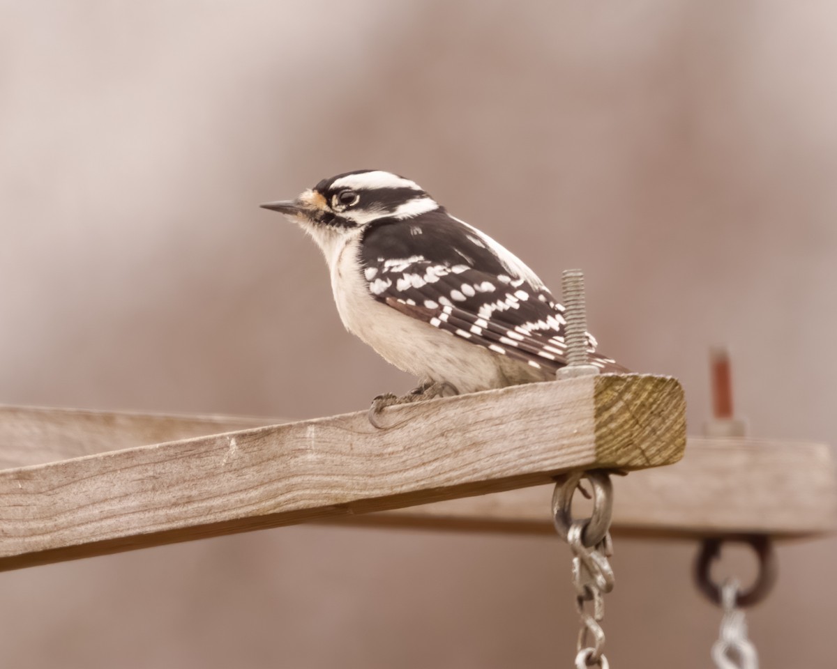 Downy Woodpecker - Susan Logan Ward