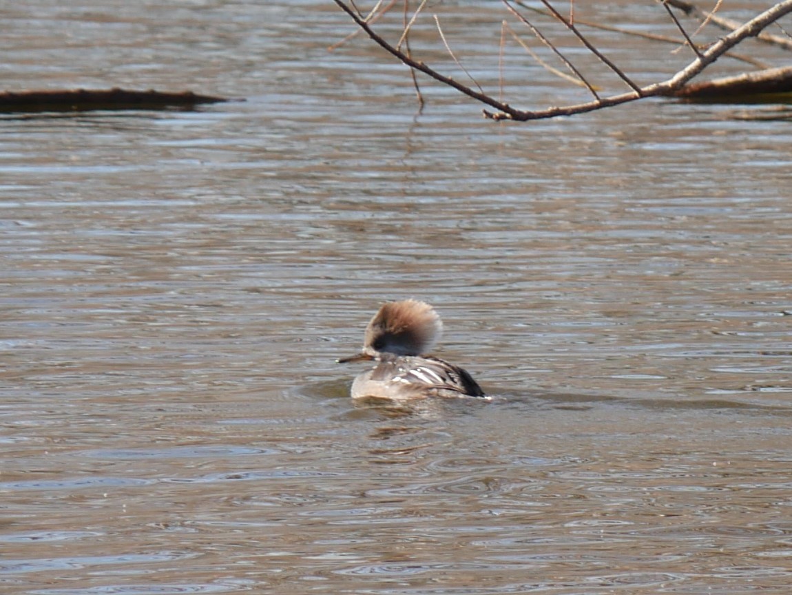 Hooded Merganser - ML612992749