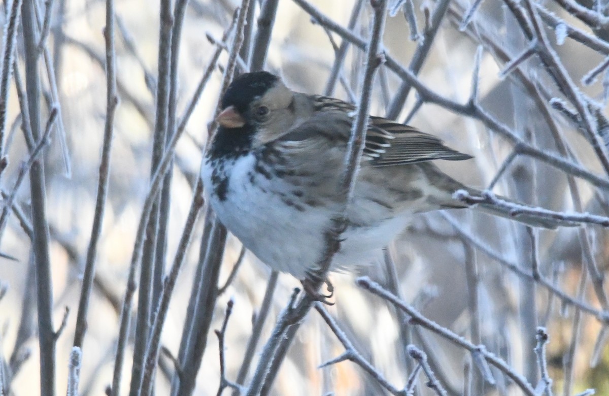 Harris's Sparrow - ML612992761