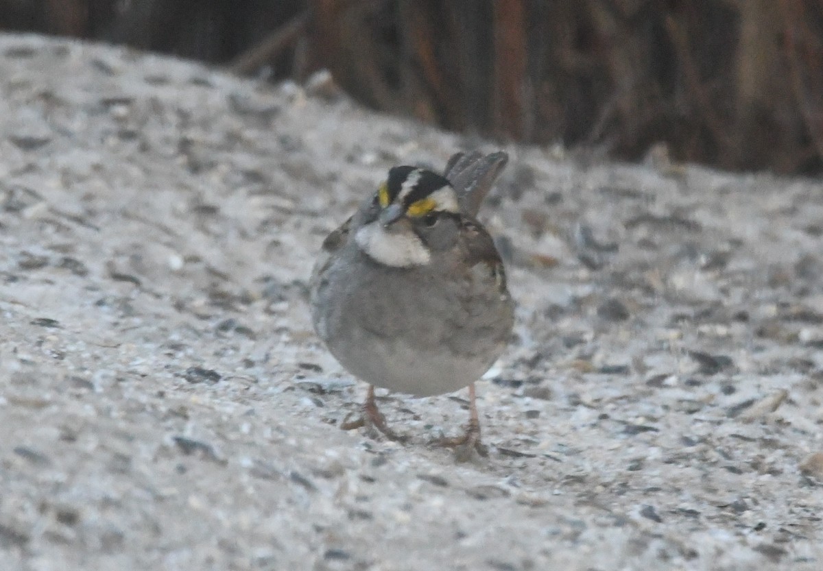 White-throated Sparrow - ML612992771