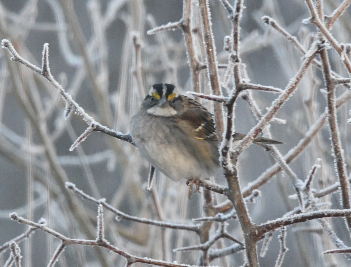 White-throated Sparrow - ML612992772