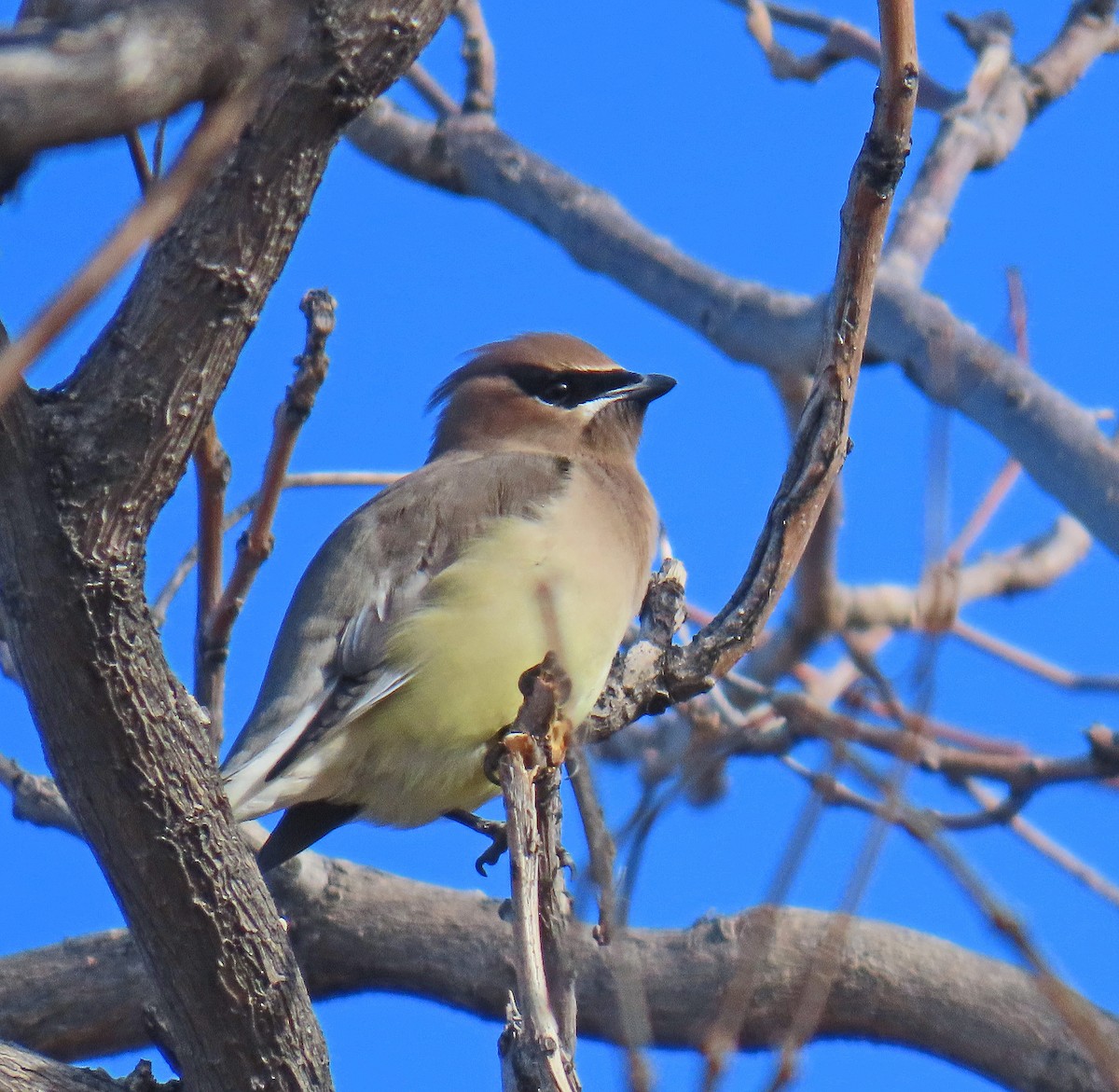 Cedar Waxwing - ML612992782