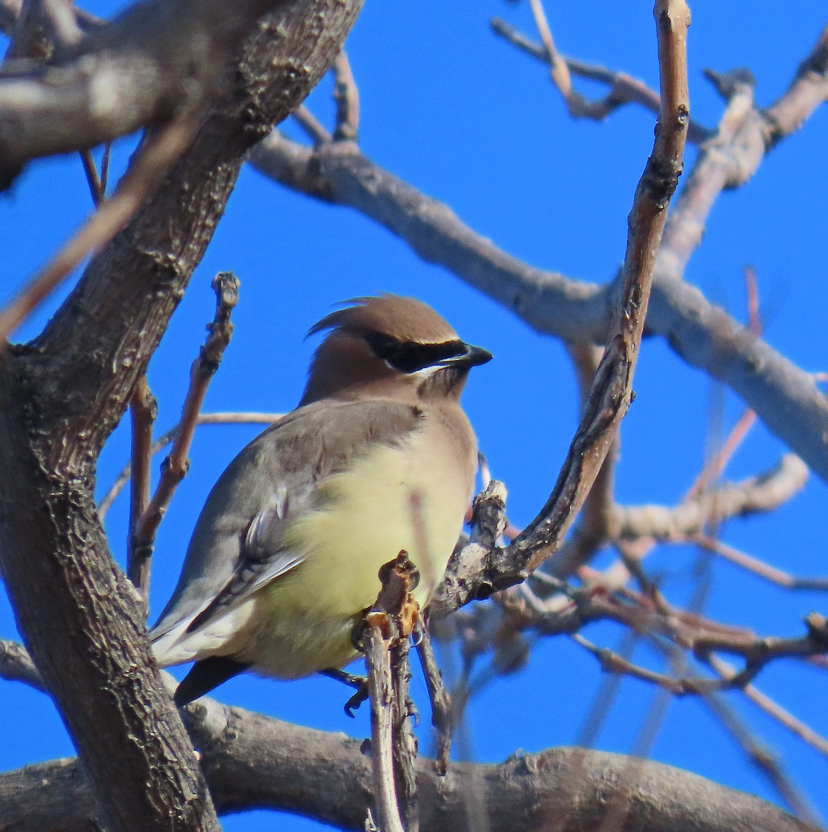 Cedar Waxwing - Mark Amershek